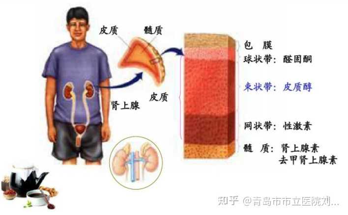 <b>南京多囊卵巢能怀上孩子吗,南京省人民医院可以供卵吗</b>